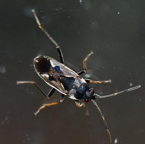 Réf. 274 780 : Rhyparochromus vulgaris